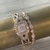 10k Ring rose gold set
